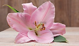 百合,花,开花