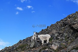 山羊,動(dòng)物,科羅拉多州
