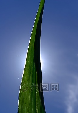 玉米,叶子,玉米叶