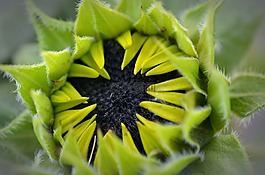 太陽花,花,廠