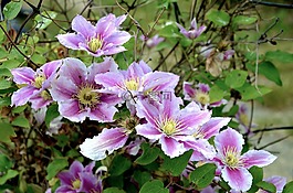 鐵線蓮,開花,花