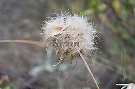 磨床,植物野生动物,软