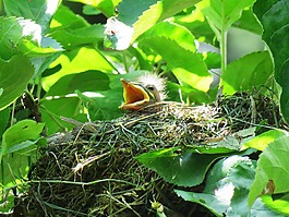 黑鳥,青年,鳥巢