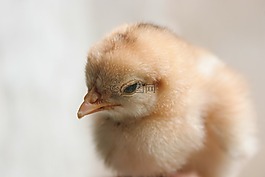雞,小雞,嬰兒