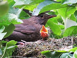 黑鳥(niǎo),鳥(niǎo)巢,青年
