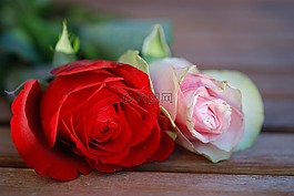 玫瑰,花,紅色