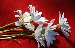 鮮花,白,雛菊