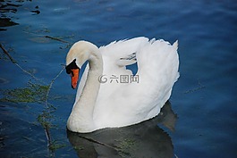天鵝,動物,白