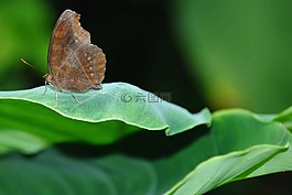 蝴蝶,昆蟲,葉
