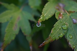 葉,水,拖放