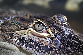 鱷魚,捕食者,眼