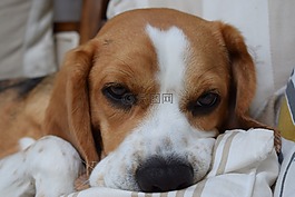 比格犬,狗,動(dòng)物