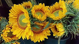向日葵,鮮花,花束