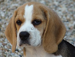 比格犬,狗,國內(nèi)動物