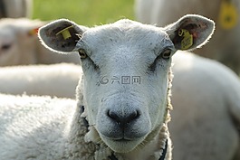 放松,動物,羊