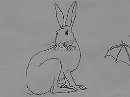 野兔,动物,着色页