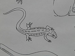 蠑螈,兩棲動(dòng)物,動(dòng)物
