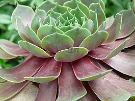 屋顶houseleek,真正houseleek,普通的房子姜黄