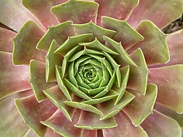 屋顶houseleek,真正houseleek,普通的房子姜黄