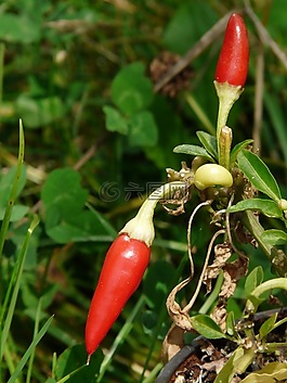 辣椒,紅色,尖銳