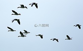 飛的鳥,群,候鳥