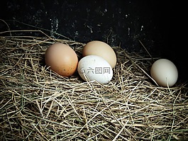 雞蛋,農場,美味佳肴