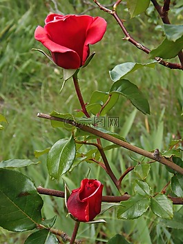 玫瑰,紅色的,花園