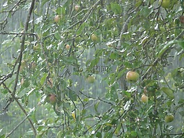 瓢潑大雨,暴雨,雨
