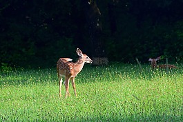 討好,尋找,草