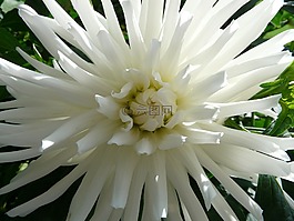 仙人掌大丽花,大丽花花园,娇琴纱