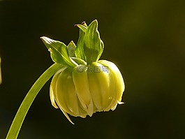 嬌琴紗,芽,花