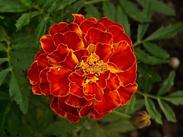 萬壽菊,金盞花,土耳其康乃馨