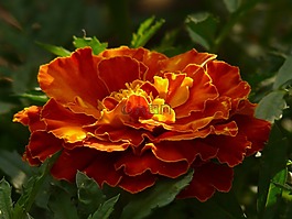 萬壽菊,金盞花,土耳其康乃馨