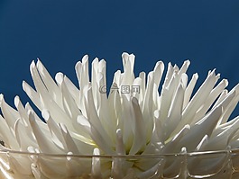 仙人掌大丽花,大丽花花园,娇琴纱