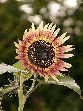 太陽花,花,性質(zhì)