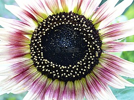 太陽花,花,性質(zhì)