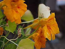 焊菜屬的植物,蚱蜢,昆蟲