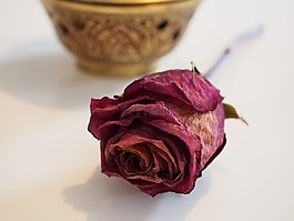 玫瑰,干,紅色