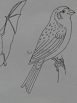 鳥,麻雀,動(dòng)物