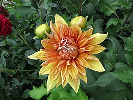 嬌琴紗,黃色,開花