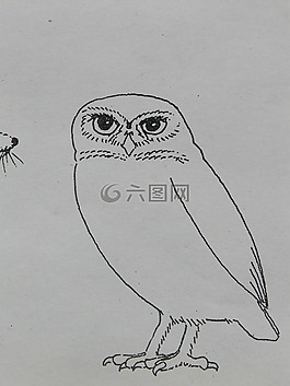 貓頭鷹,鳥,動(dòng)物