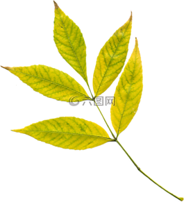 秋季,葉子,黃色葉子