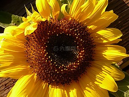 太陽花,向日葵,花