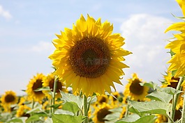 向日葵,夏季,特寫