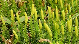 石松annotinum,石松,clubmoss