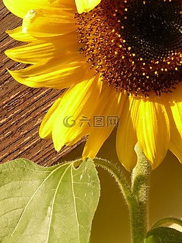太陽花,向日葵,花
