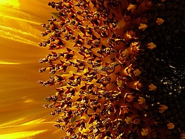 太陽(yáng)花,花序,花籃