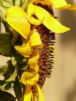 太陽花,向日葵,花