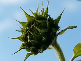 太陽(yáng)花,向日葵,芽
