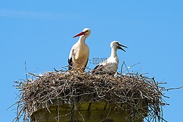鸛,鳥巢,鳥